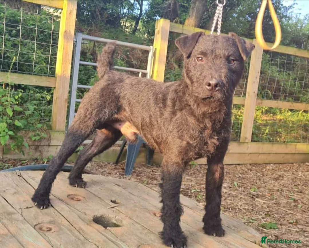 Patterdale Terrier dogs for sale: Patterdale puppies for sale  - Advert 3