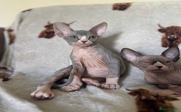 Sphynx cats - Advert 6
