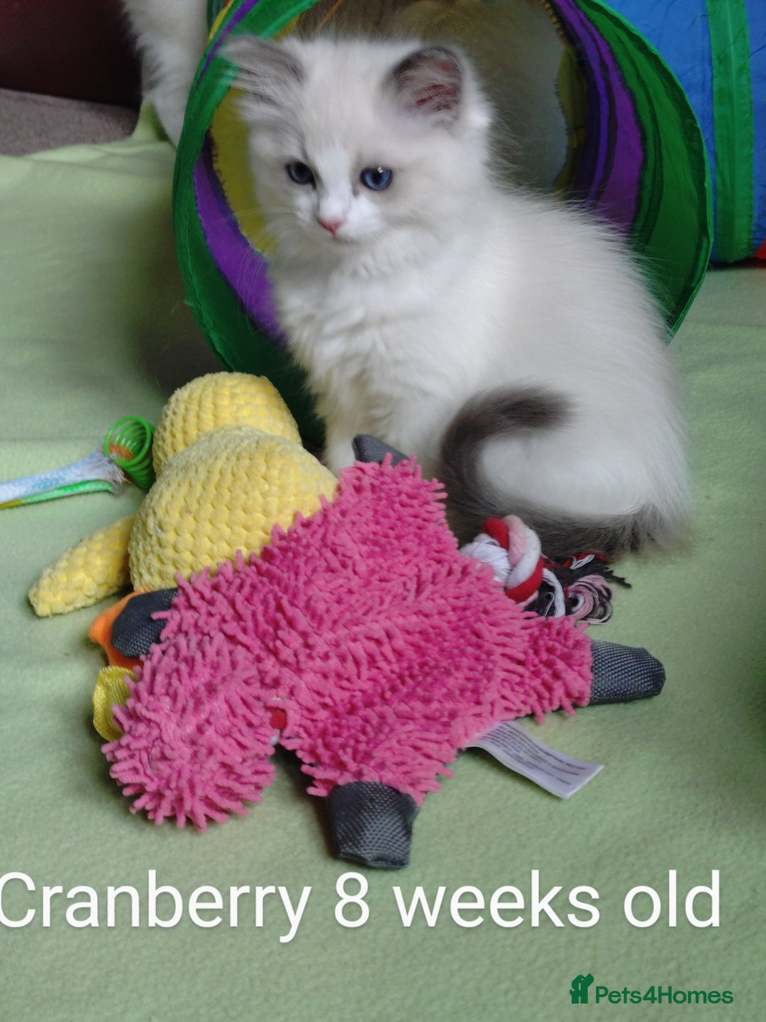 Ragdoll cats for sale: GCCF pedigree ragdoll kittens for sale £850 -£1100 - Image 27