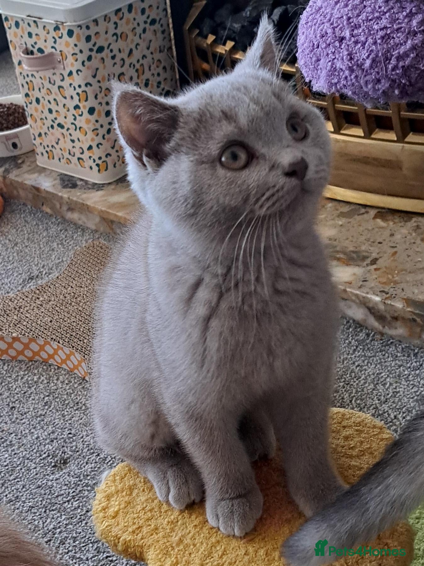 British Shorthair cats Sale. Gorgeous purebreed BSH kittens - Advert 2
