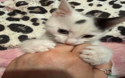 Domestic Shorthair cats for sale: 3 Kittens available  - Advert 9