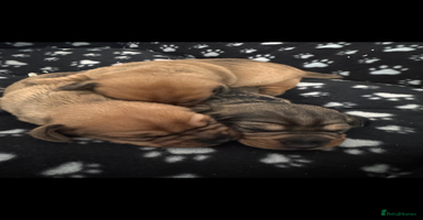 Dachshund dogs - Advert 11