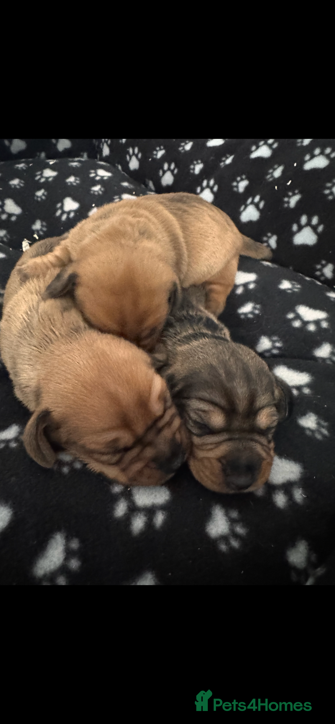 Dachshund dogs for sale: Dachshund/ long haired  - Image 2