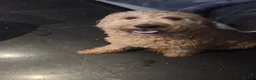 Mixed Breed dogs for sale: Stunning tuxedo Goldendoodle/Australian doodle  - Advert 5