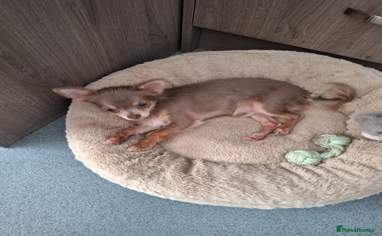 Chihuahua dogs - Advert 1