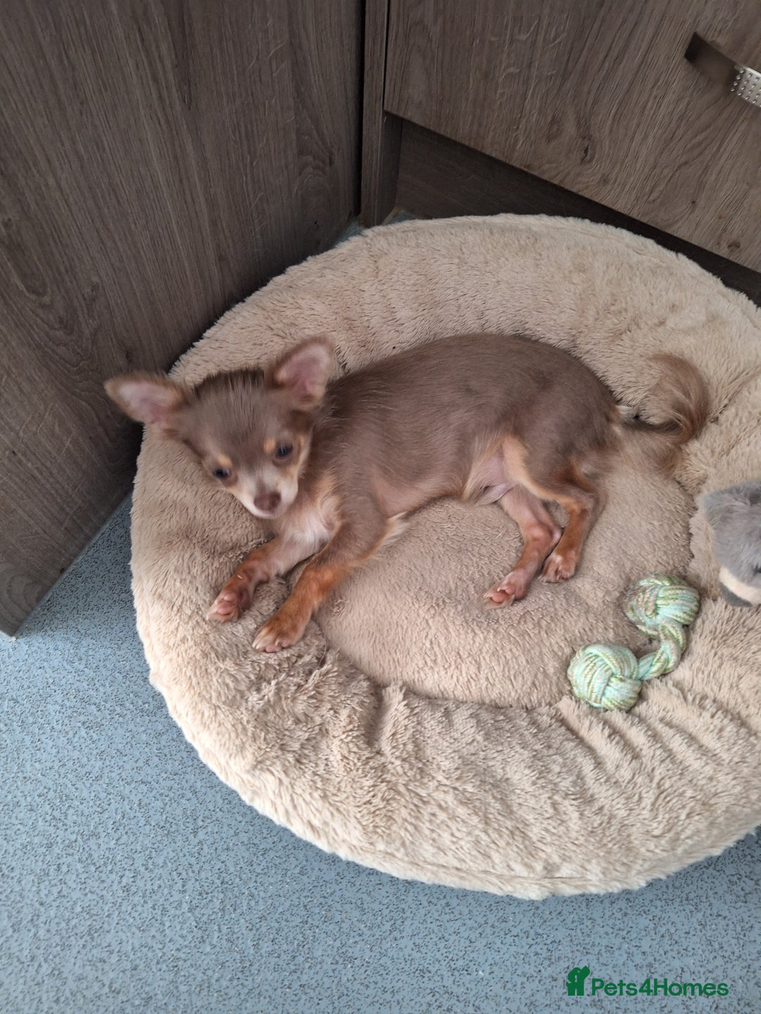 Chihuahua dogs for sale: Toy chihuahua  - Image 1