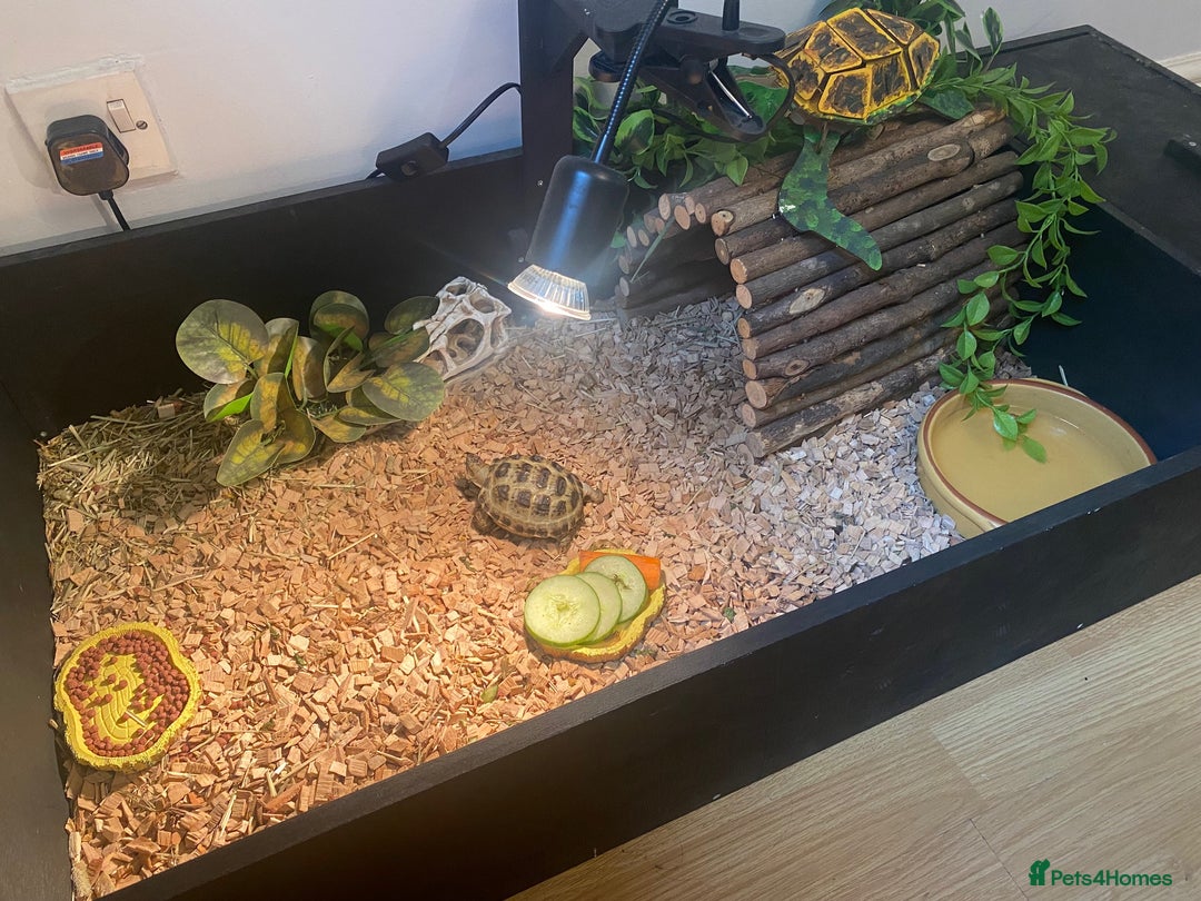 Tortoise reptiles for sale: Very Friendly Horsefield Tortoise - Image 3