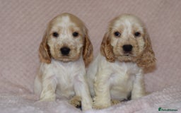 Cocker Spaniel dogs for sale: Cocker Spaniel Pups for sale (KC registered) - Image 2