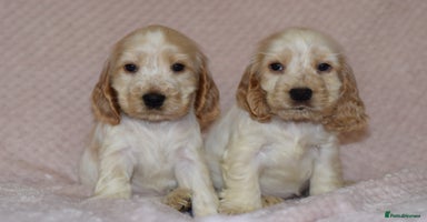 Cocker Spaniel dogs - Advert 3