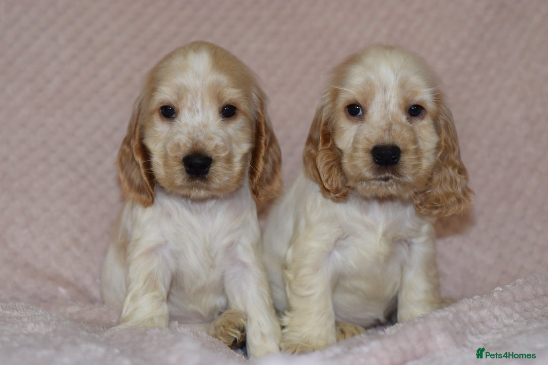 Cocker Spaniel dogs for sale: Cocker Spaniel Pups for sale (KC registered) - Image 2