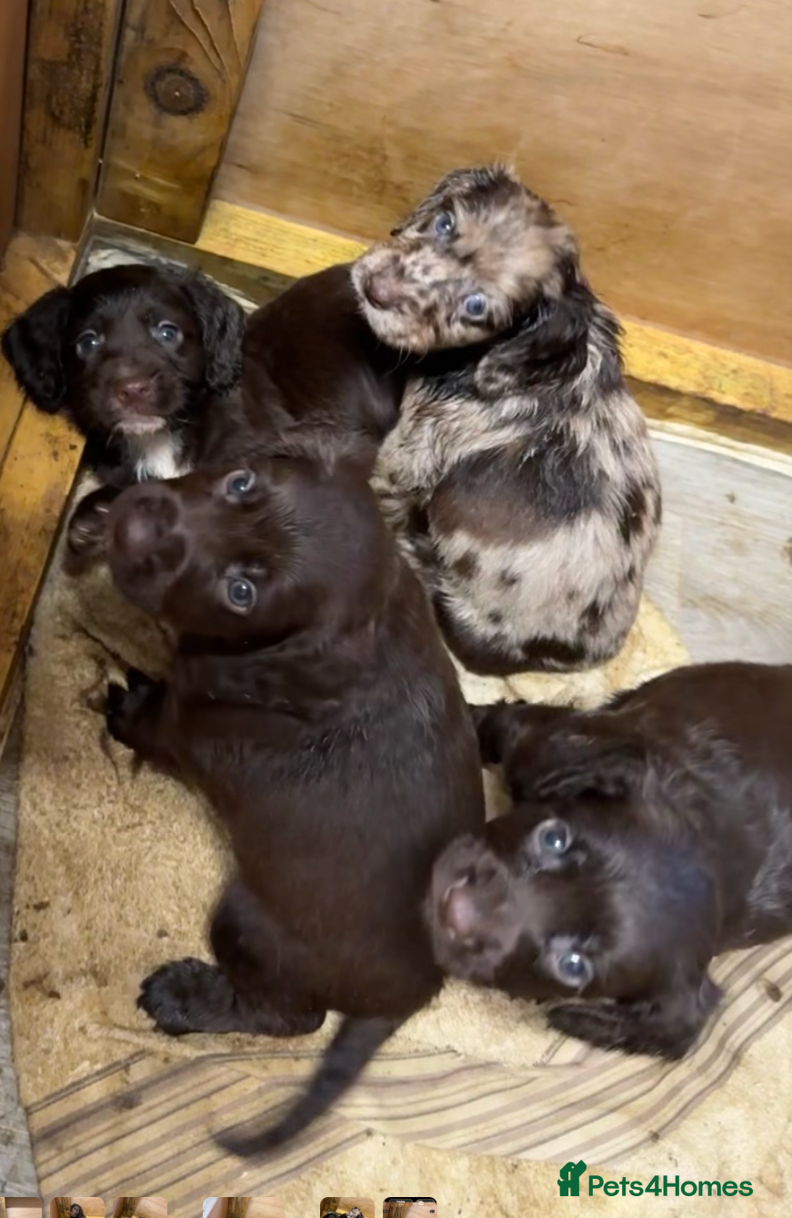 Cocker Spaniel dogs Chocolate merle and family - Advert 1