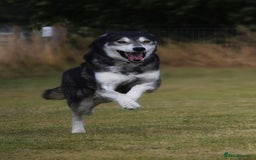 Siberian Husky dogs for stud: 3 Health tested KC Reg Polish Imports At Stud in Scunthorpe - Image 12