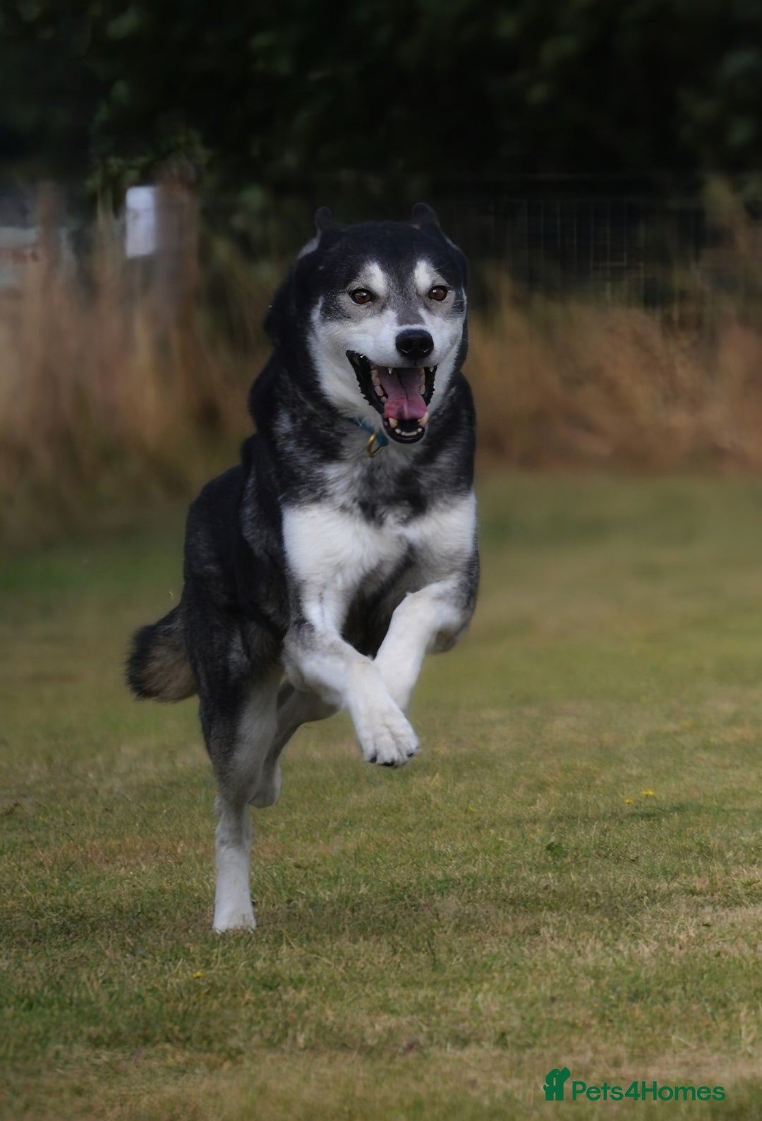 Siberian Husky dogs for stud: 3 Health tested KC Reg Polish Imports At Stud in Scunthorpe - Image 12