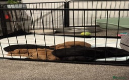 Cocker Spaniel dogs for sale: Litter of cocker spaniels due September  - Image 3