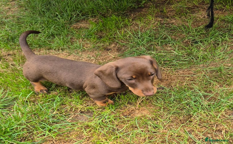 Miniature Dachshund dogs - Advert 1