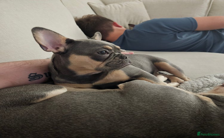 French Bulldog dogs - Advert 16