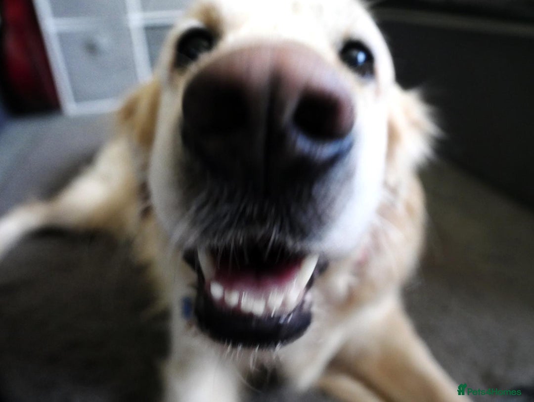 Golden Retriever dogs for stud: Stunning Golden Retriever for Stud –  meet Sammy - Image 11