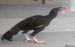Chickens poultry for sale: Male aseel chicken - Image 4