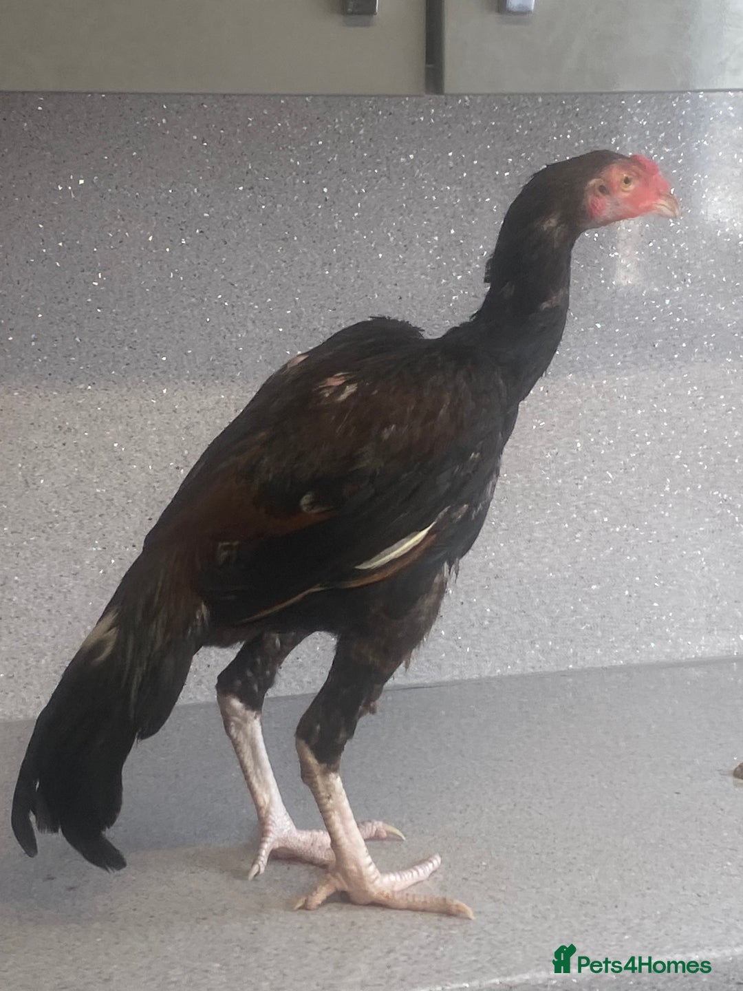 Chickens poultry for sale: Male aseel chicken - Image 4