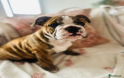 English Bulldog dogs for sale: 🩶🤎Beautiful brindle KC reg bulldog READY NOW🤎🩶 in Rochford - Image 1