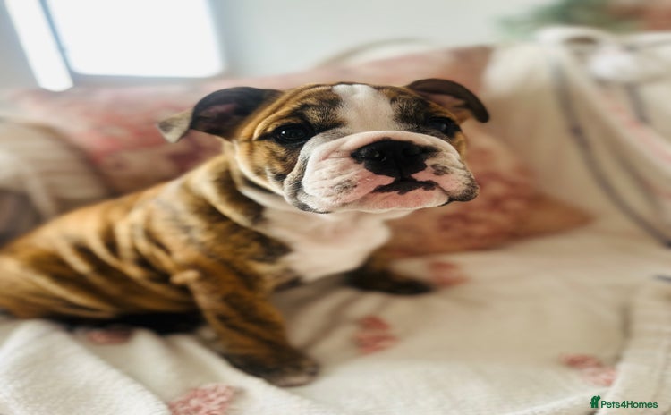 English Bulldog dogs in Rochford - Advert 11