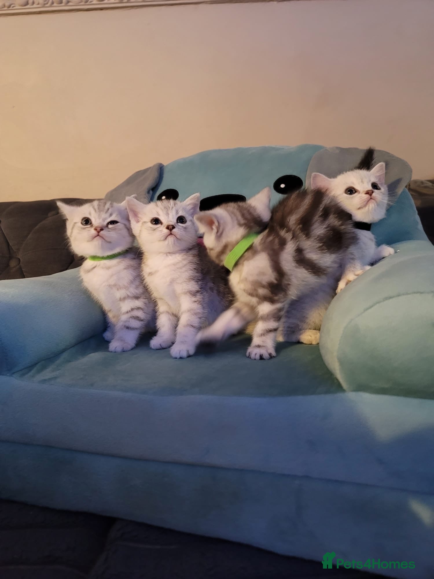 British Shorthair cats for sale: Beautiful kittens – 2 Boys & 2 Girls Ready Now  - Advert 5