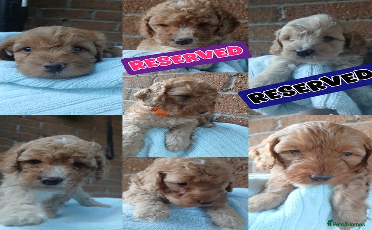 Cockapoo dogs - Advert 2
