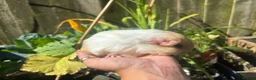 Guinea Pig rodents for sale: Gold & white Coronet Boar  - Advert 4