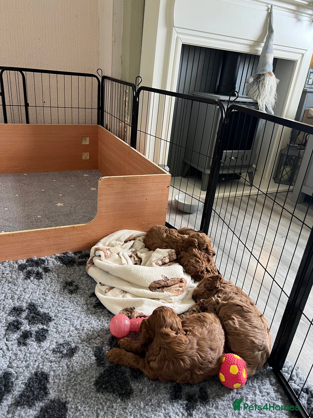 Cockapoo dogs for sale: Beautiful Red F1B Cockapoo puppies  - Image 11