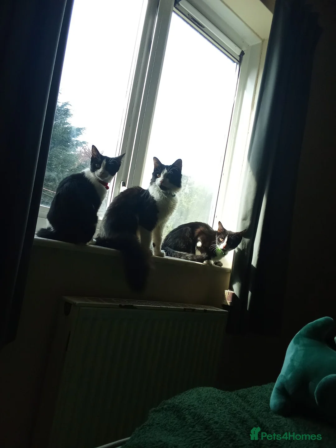 Maine Coon cats for sale: Kittens for adoption! - Advert 10