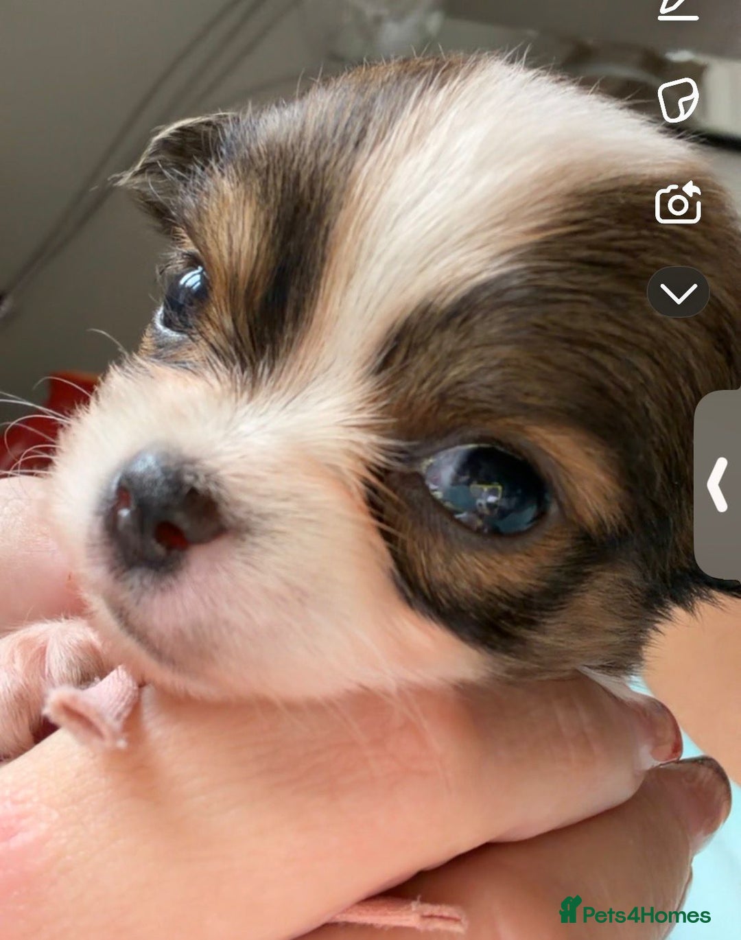 Chihuahua dogs for sale: 3 boys and 2 girls looking for there forever home - Advert 5