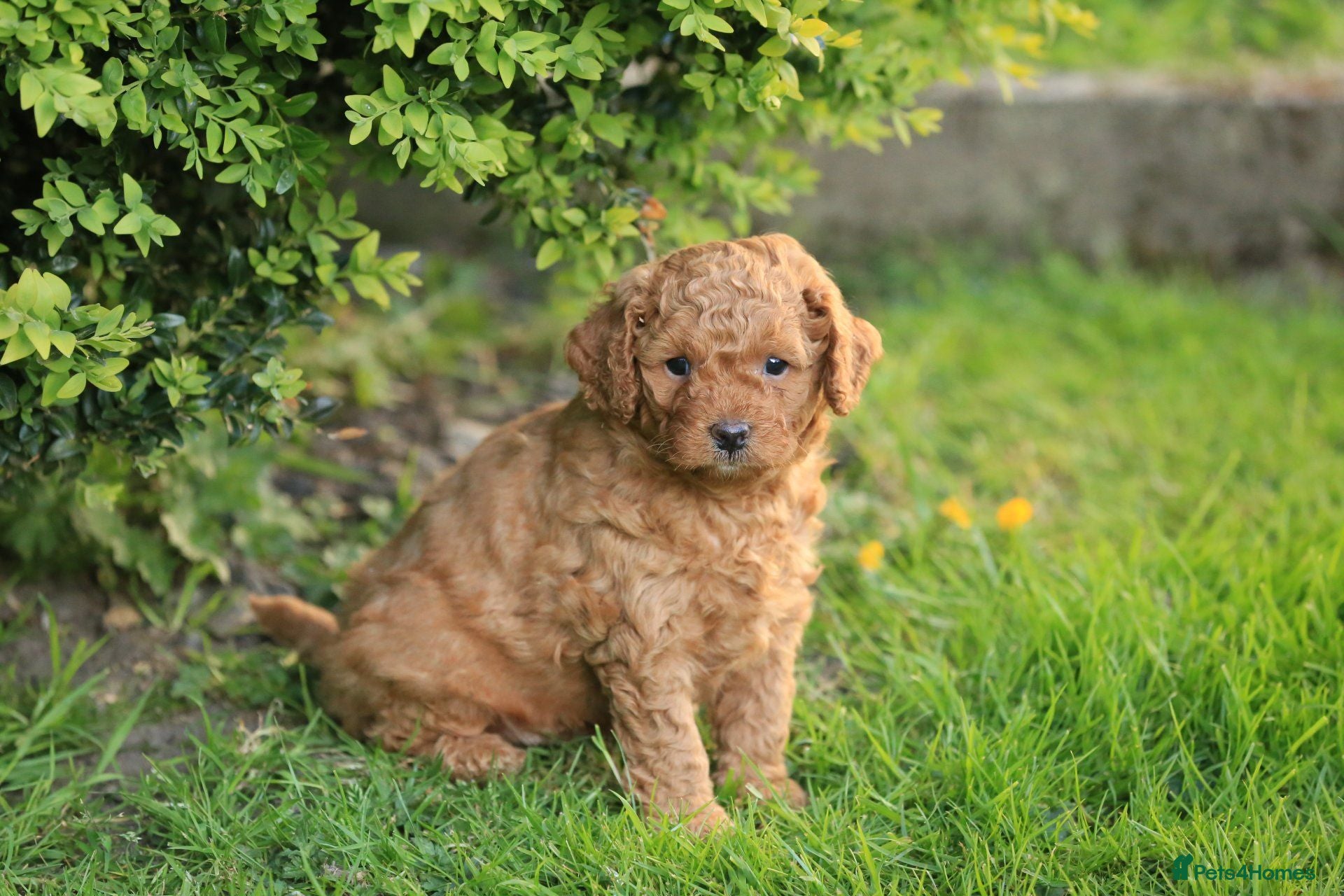 Cavapoochon dogs Adorable Cavapoochon Puppies for sale. - Advert 6