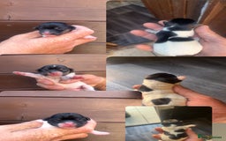 Jack Russell dogs for sale: Minicher jacks  - Image 6