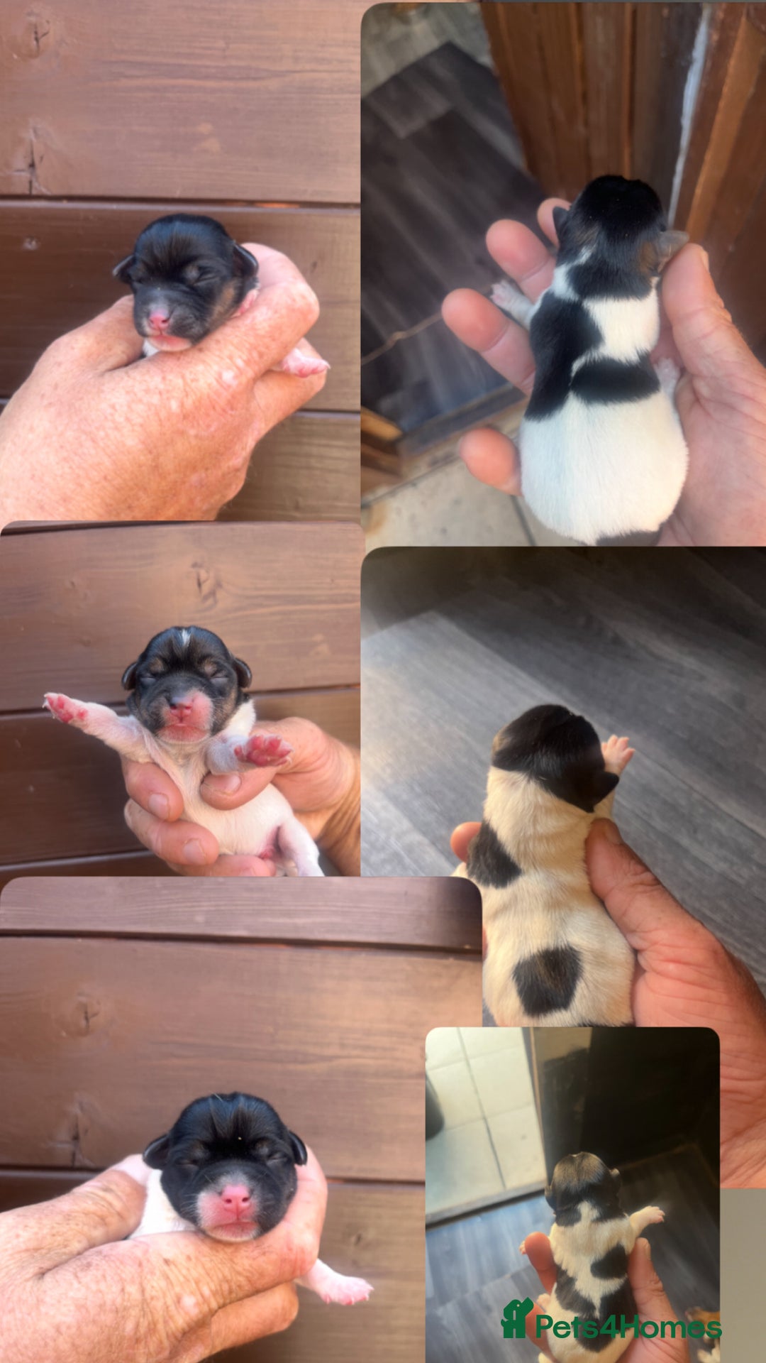 Jack Russell dogs for sale: Minicher jacks  - Image 6