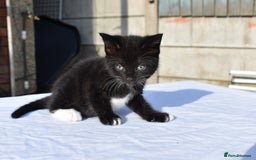 Mixed Breed cats for sale: 5 Mixed Kittens Ready In 2 Weeks - Image 10