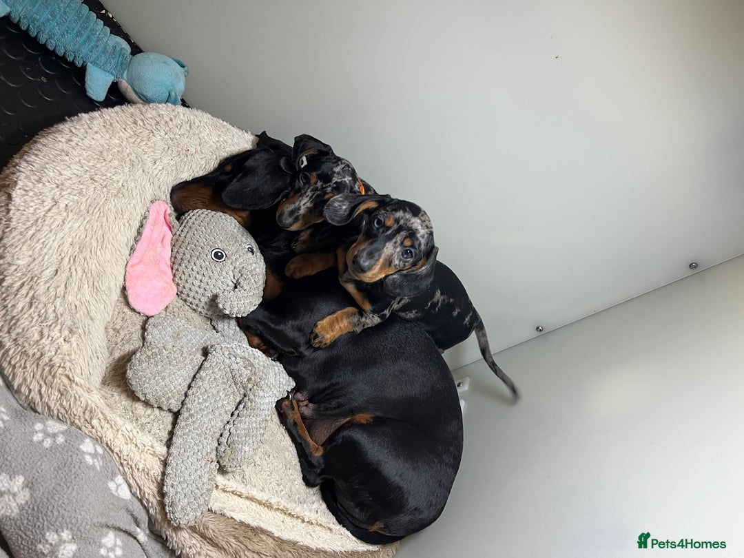 Miniature Dachshund dogs for sale: Miniature Dachshund KC last two girls  - Image 26