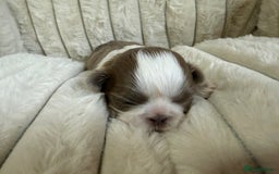 Shih Tzu dogs for sale: Exquisite Imperial Shih Tzu Puppies  - Image 21