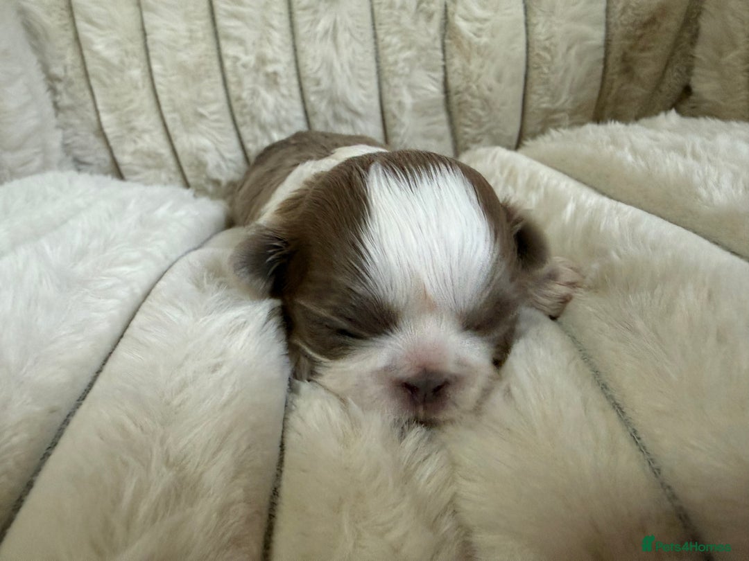 Shih Tzu dogs for sale: Exquisite Imperial Shih Tzu Puppies  - Image 21