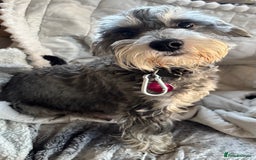 Miniature Schnauzer dogs for sale: Miniature Schnauzer Pups (White & Salt’n’Pepper) - Image 2