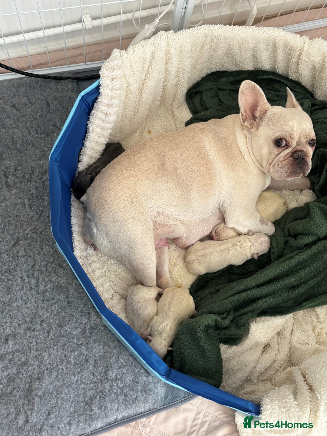 French Bulldog dogs for sale: French Bulldog Puppies – 3 Boys Available - Advert 5