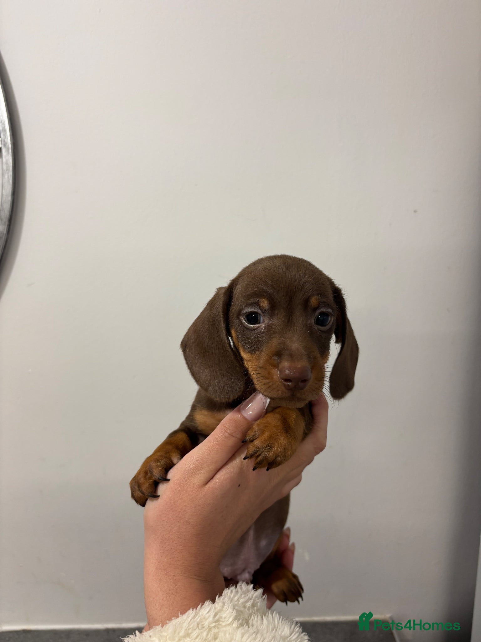 Dachshund dogs Miniature dachunds KC REGISTERED 💙 READY NOW  - Advert 5