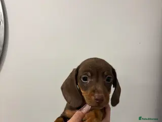 Dachshund dogs Miniature dachunds KC REGISTERED 💙 READY NOW - Advert 5