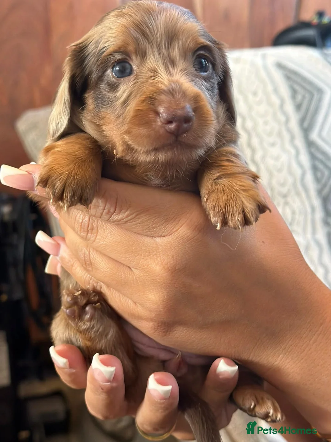 Miniature Dachshund dogs for sale: Gorgouse dachsunds  - Advert 7