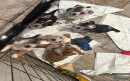 Mixed Breed dogs for sale: Stunning Border Heeler Puppies - Image 6