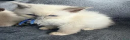 Ragdoll cats for sale: Beautiful ragdoll kittens ready now - Advert 6