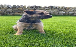 Border Terrier dogs for stud: Benji, boarder terrier stud dog  - Image 13
