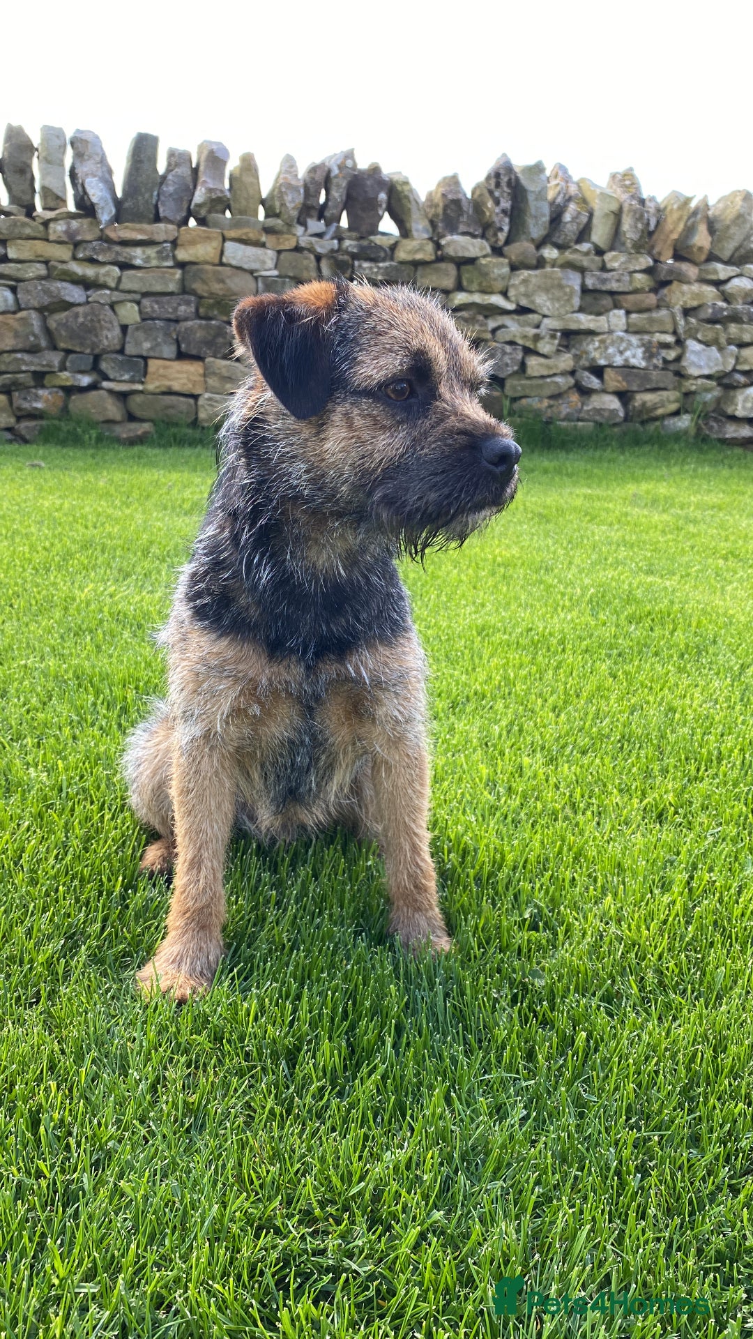Border Terrier dogs for stud: Benji, boarder terrier stud dog  - Image 13