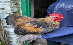 Chickens poultry for sale: Pekin cross , Bantam Cockerels for sale  - Advert 6