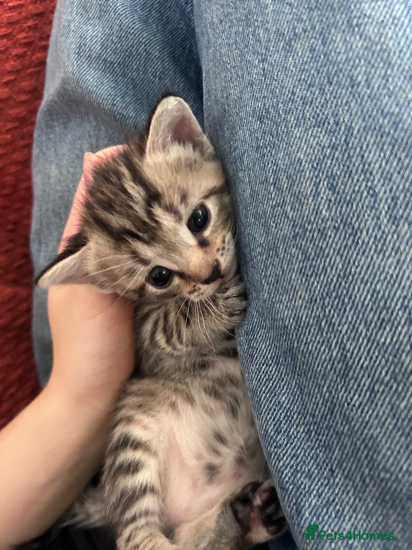 Mixed Breed cats Beautiful mixed litter for sale 2 left  - Advert 7