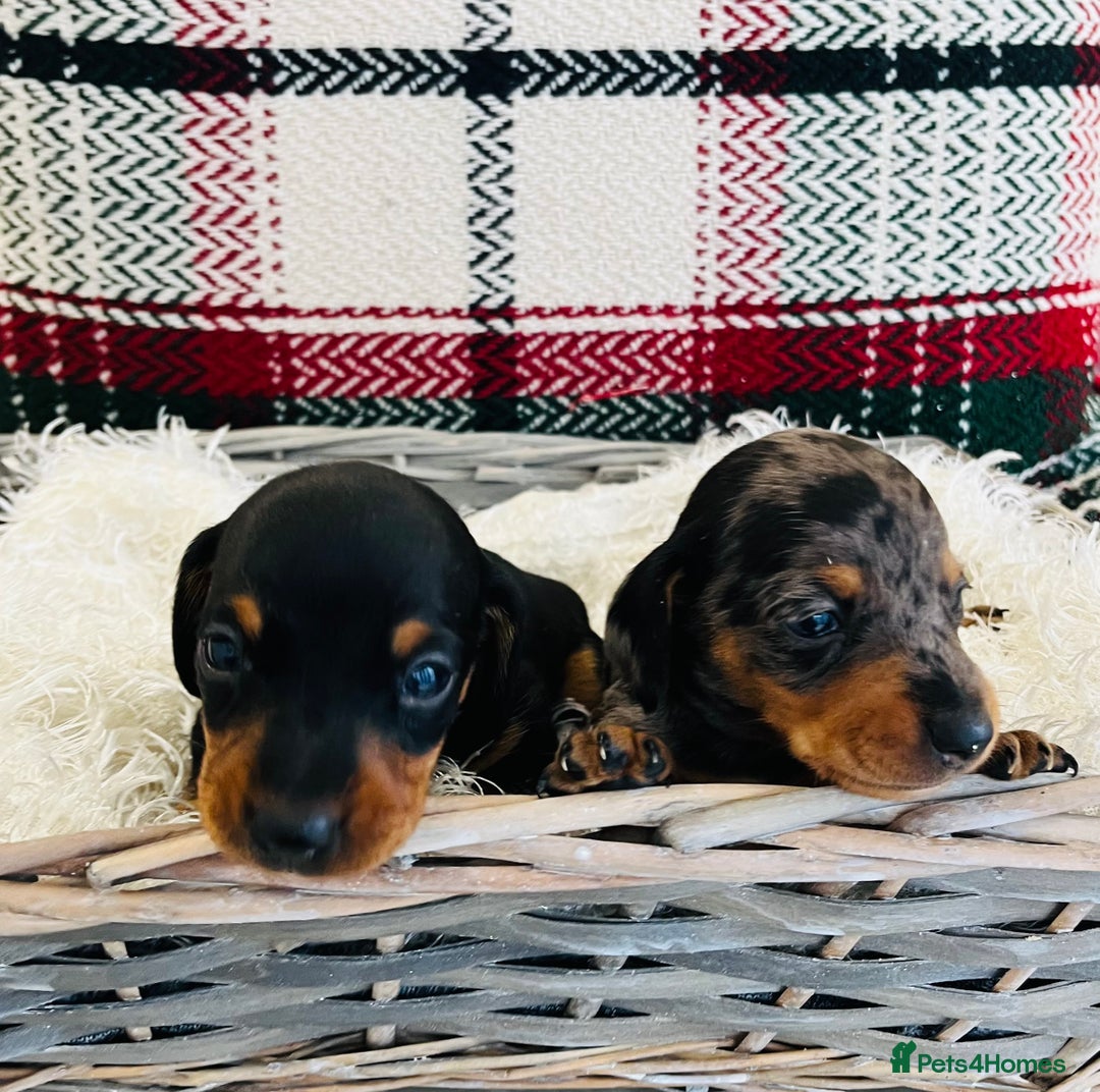 Miniature Dachshund dogs for sale: Beautiful true kc reg miniature dachshunds - Advert 10
